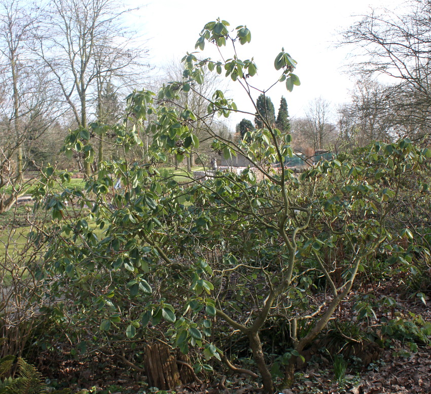 Image of Rhododendron campylocarpum specimen.