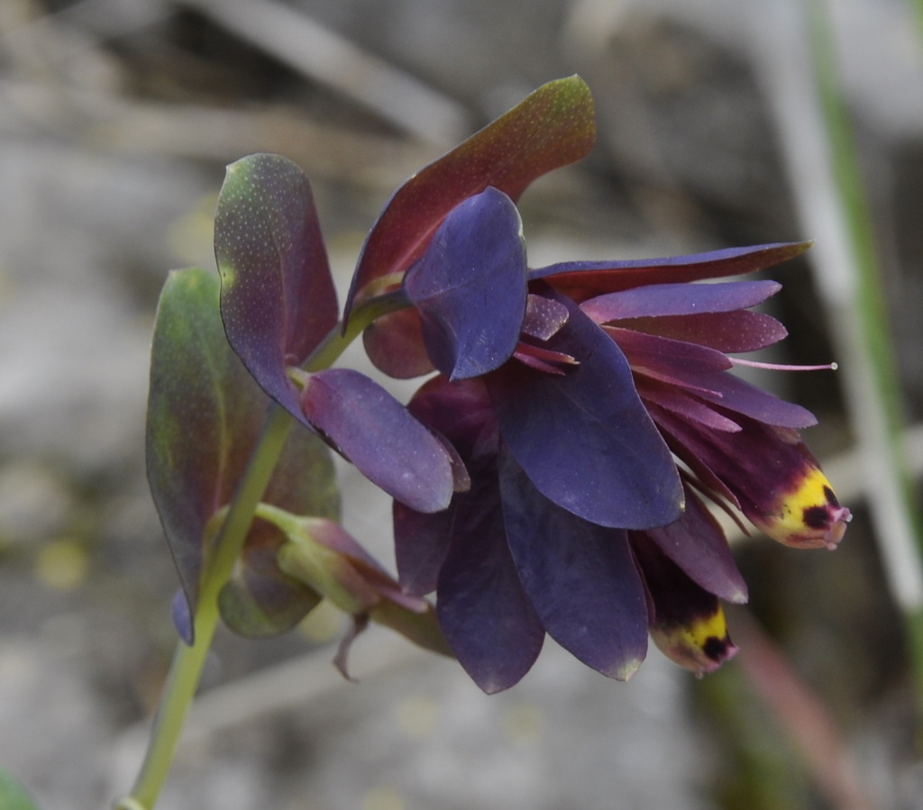 Image of Cerinthe retorta specimen.