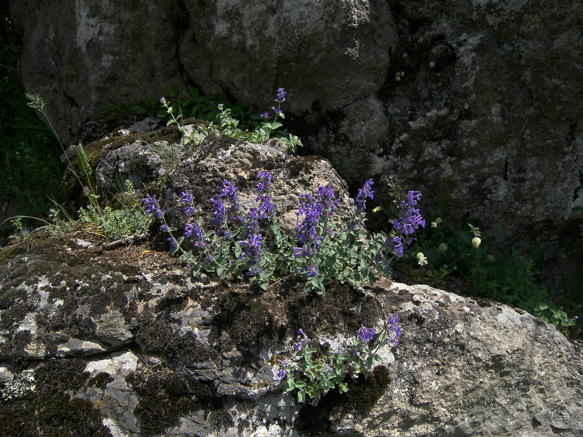 Изображение особи Nepeta mussinii.