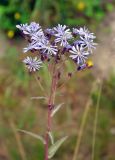 Lactuca sibirica. Верхушка цветущего растения. Приморье, окр. пос. Терней. 02.08.2012.