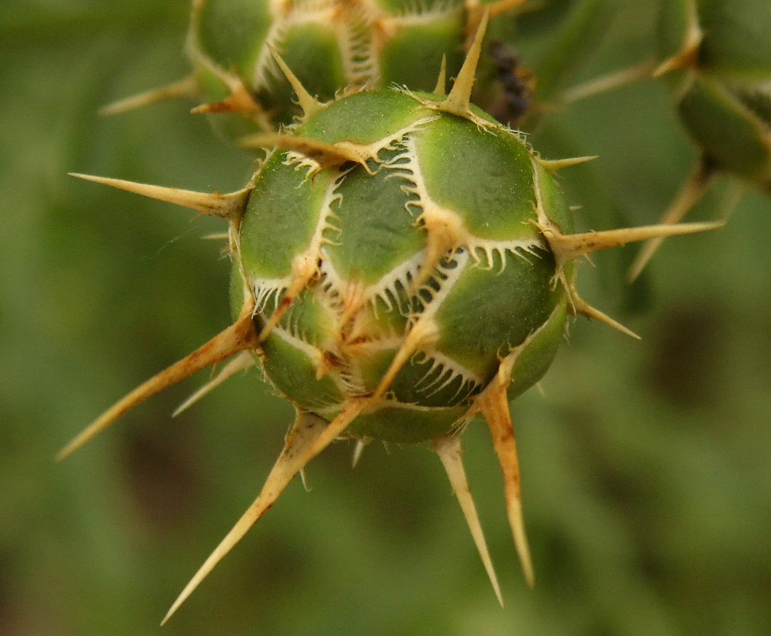 Image of Centaurea salonitana specimen.