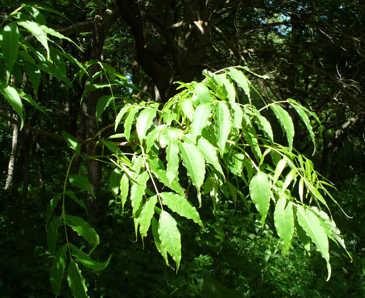 Image of Phellodendron amurense specimen.