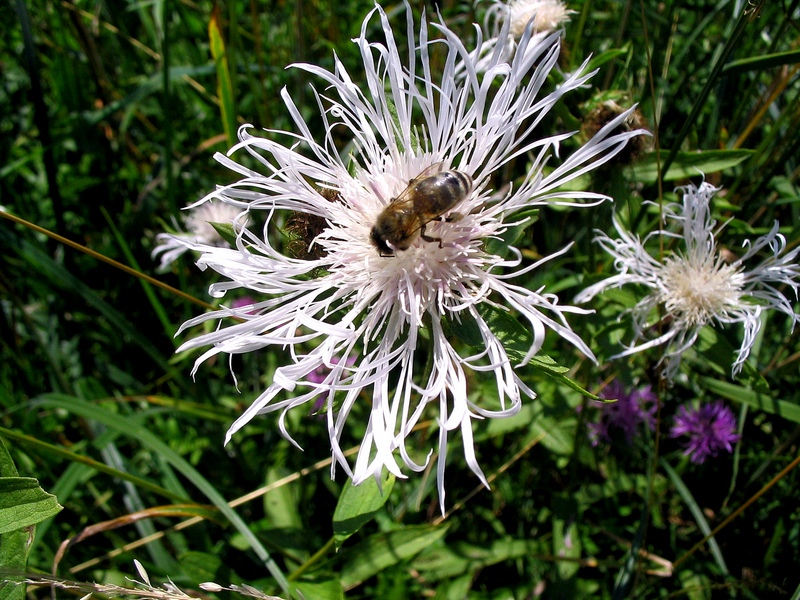 Image of Centaurea carpatica specimen.