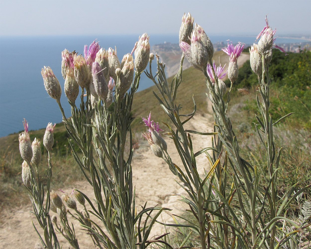 Image of Jurinea stoechadifolia specimen.