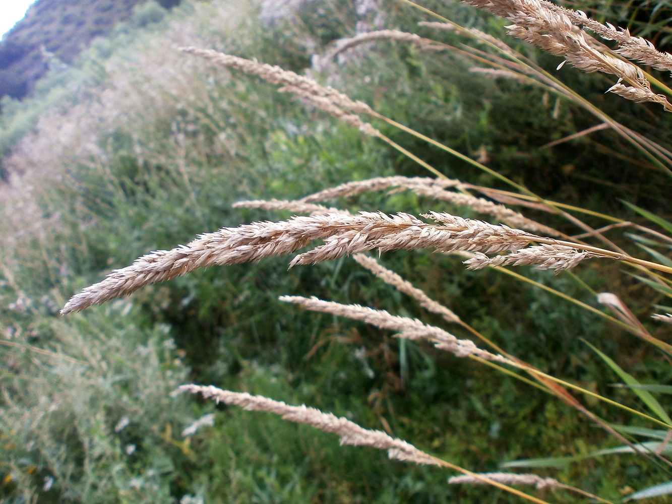 Image of Phalaroides arundinacea specimen.