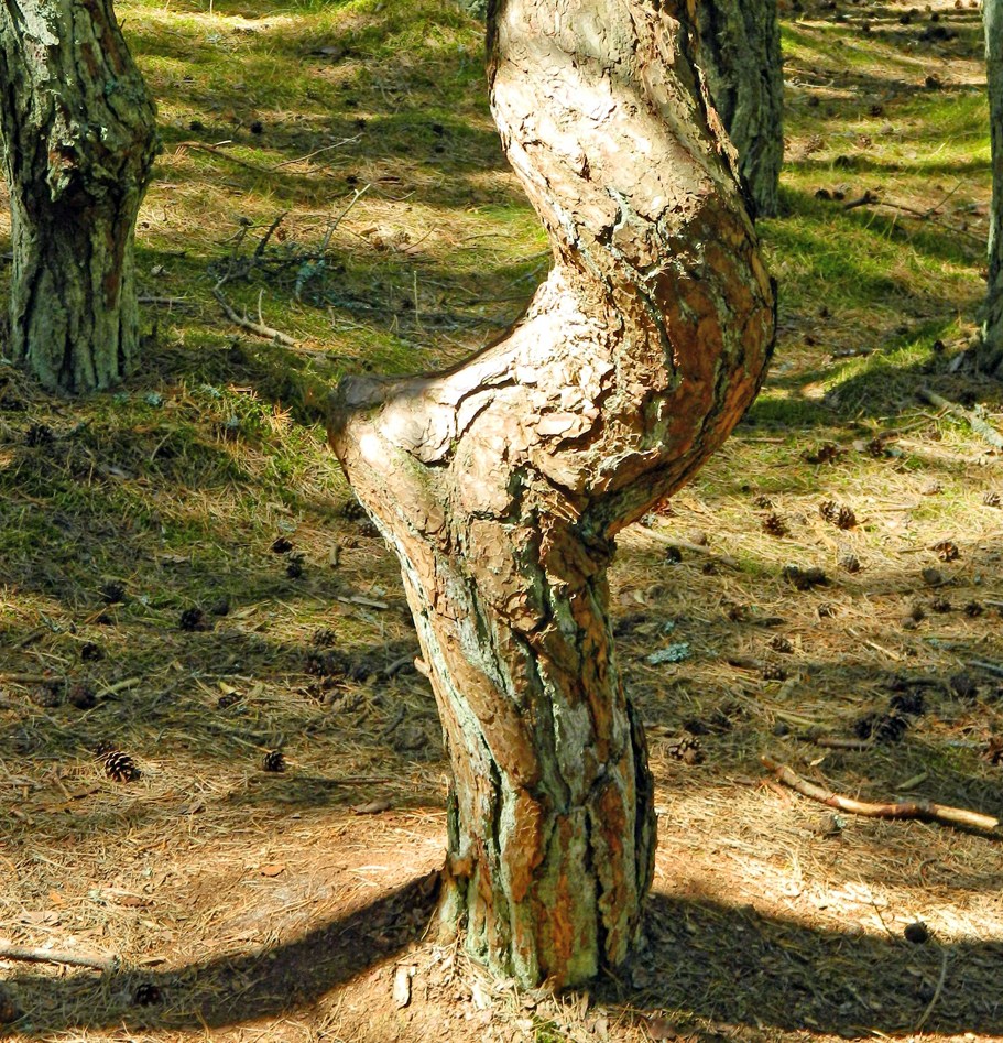 Image of Pinus sylvestris specimen.