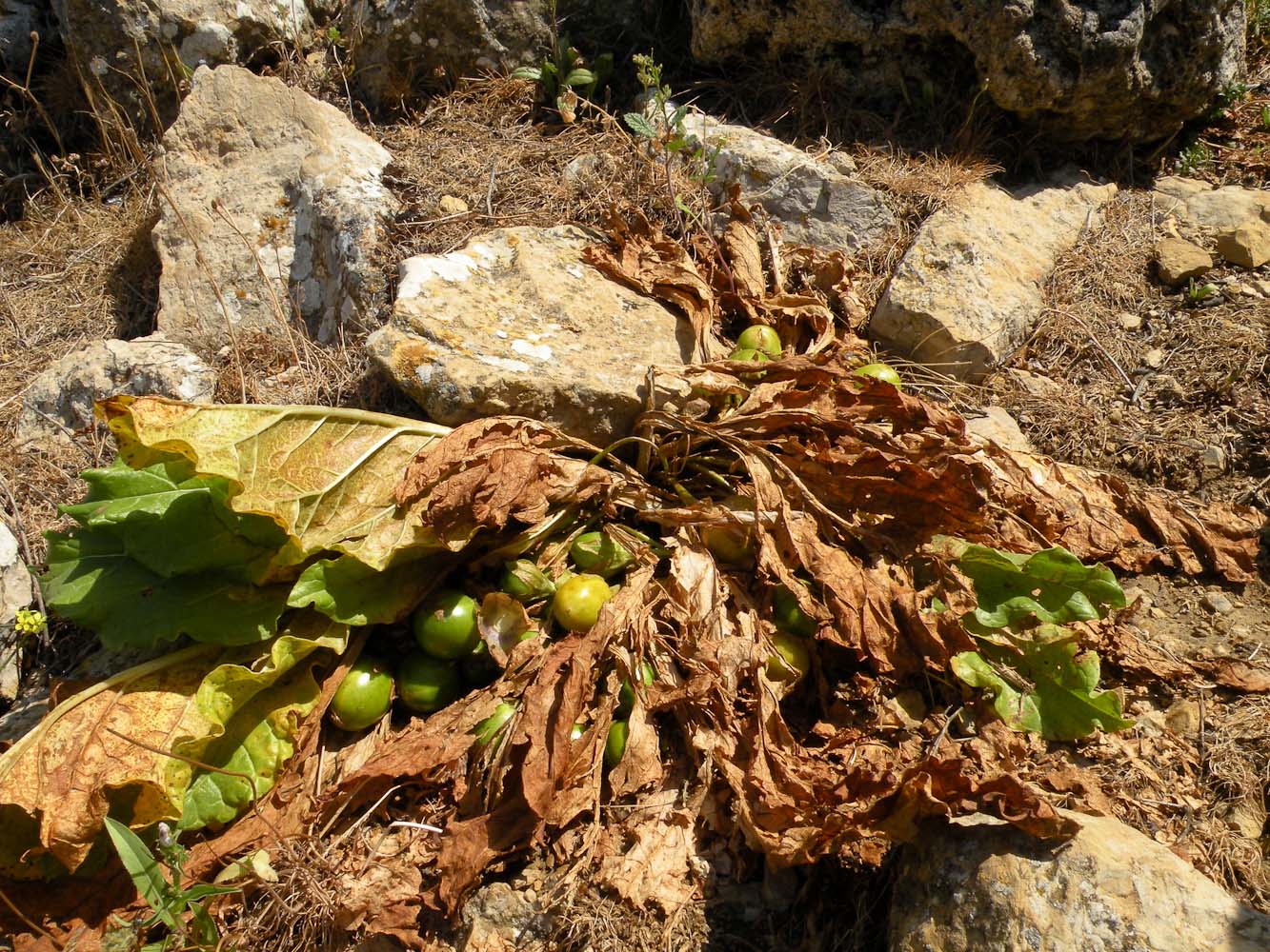 Изображение особи Mandragora officinarum.