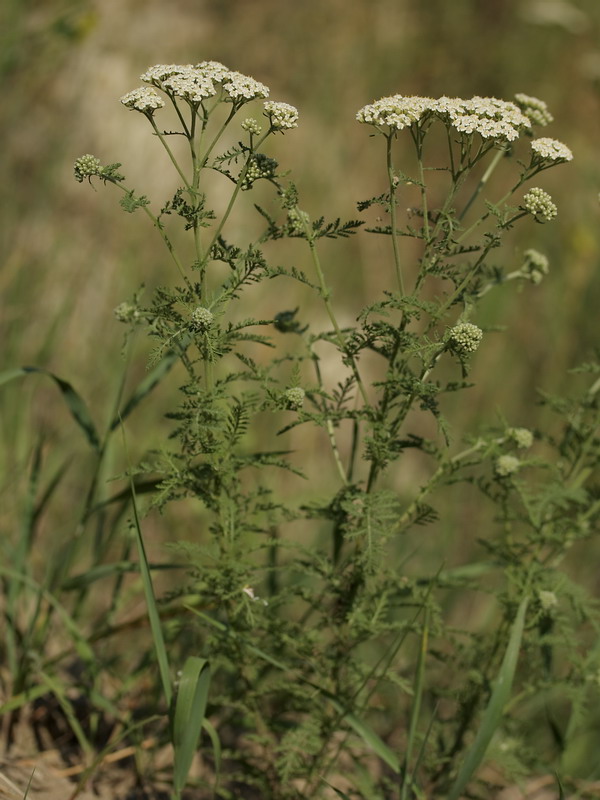 Image of Achillea nobilis specimen.