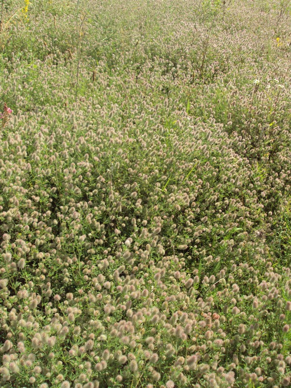 Image of Trifolium arvense specimen.