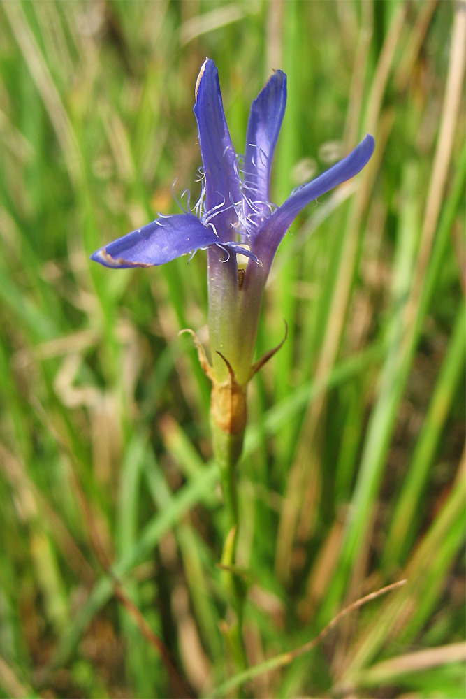 Image of Gentianopsis ciliata specimen.