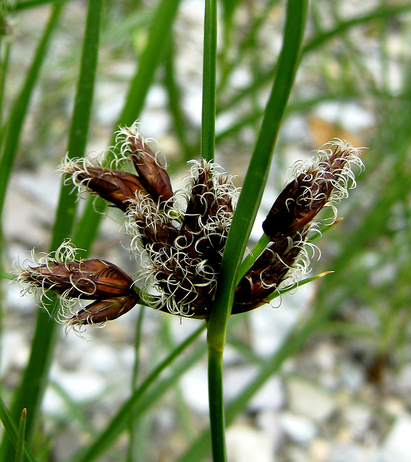 Image of Bolboschoenus maritimus specimen.