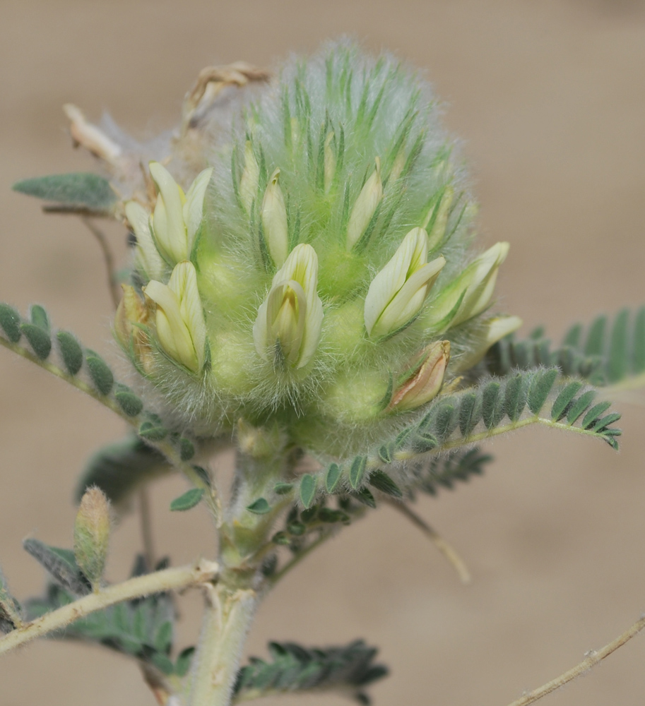 Изображение особи Astragalus alopecias.