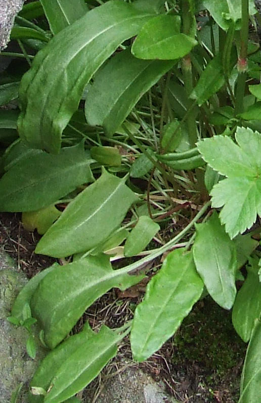 Image of Rumex acetosa specimen.