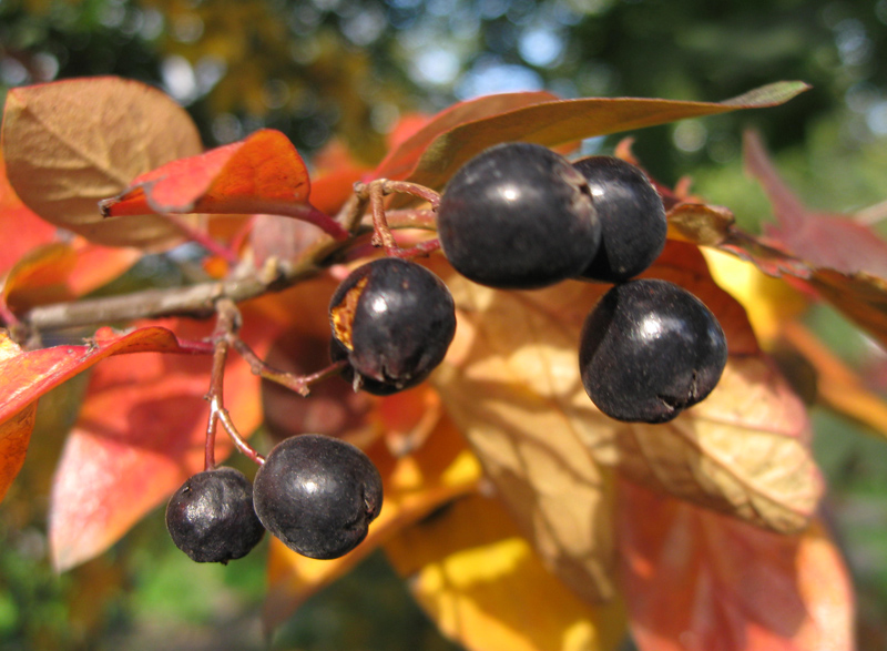 Image of Cotoneaster lucidus specimen.