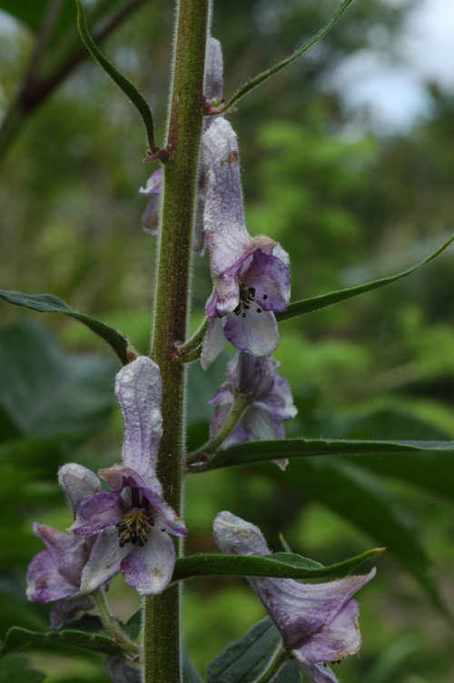 Image of Aconitum leucostomum specimen.