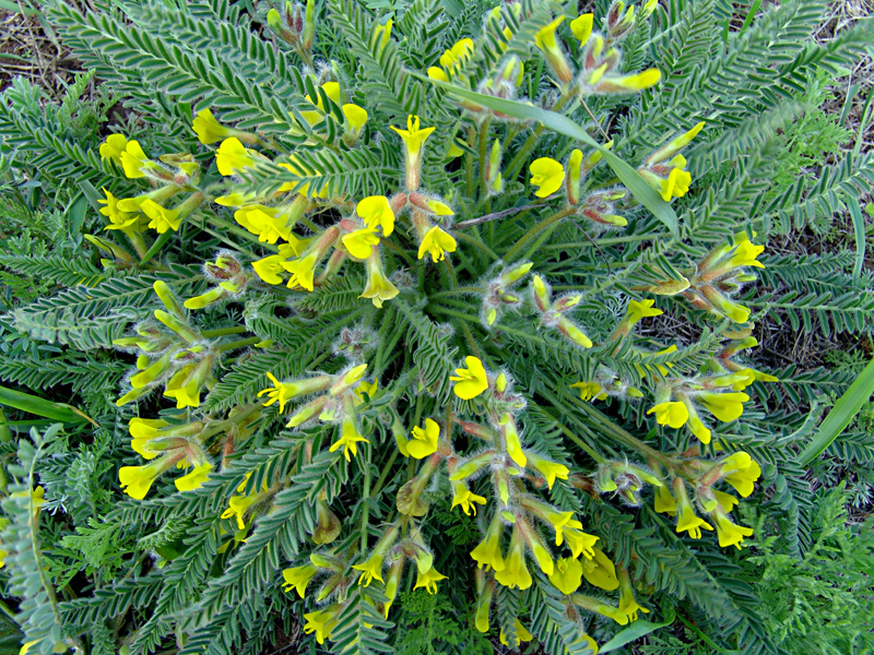 Image of Astragalus henningii specimen.