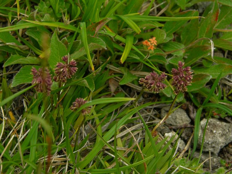 Image of Tofieldia coccinea specimen.