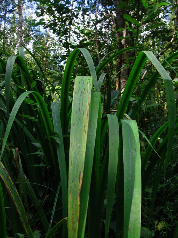 Image of Iris pseudacorus specimen.