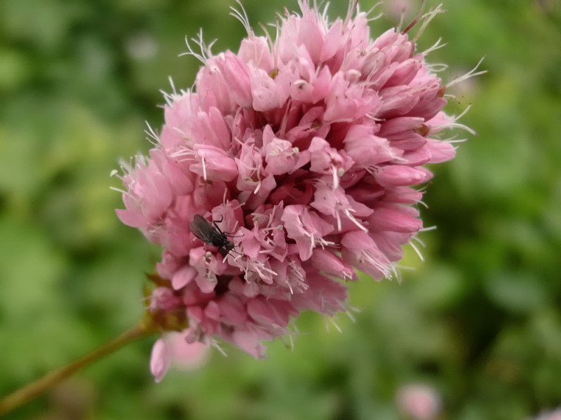 Image of Bistorta carnea specimen.