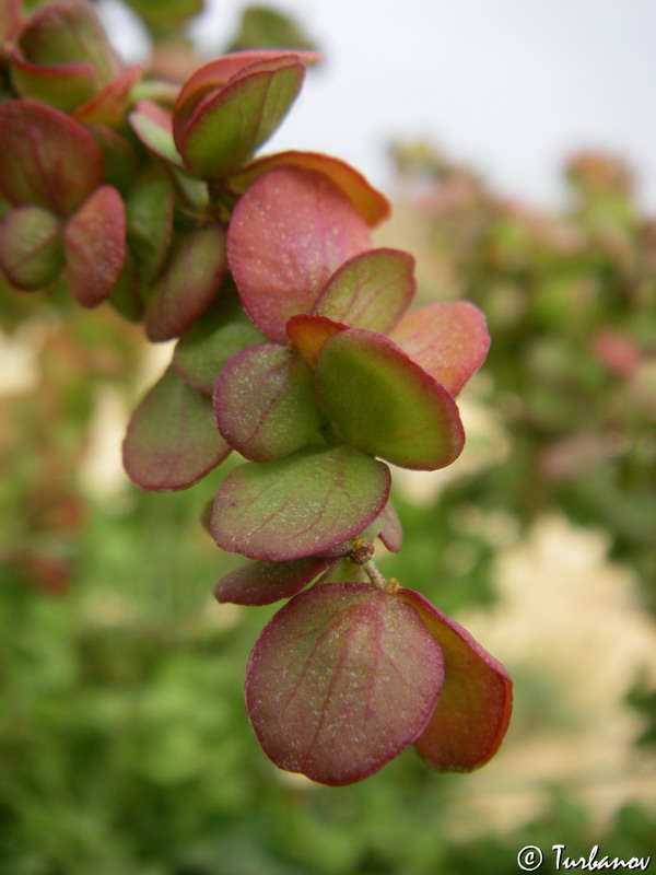 Image of Atriplex aucheri specimen.