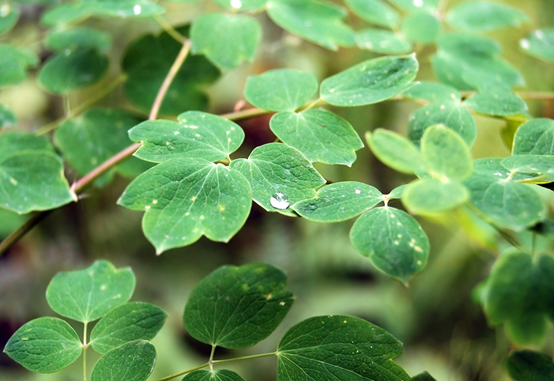 Image of Thalictrum minus specimen.