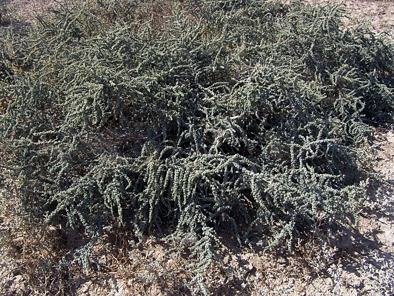 Image of familia Chenopodiaceae specimen.