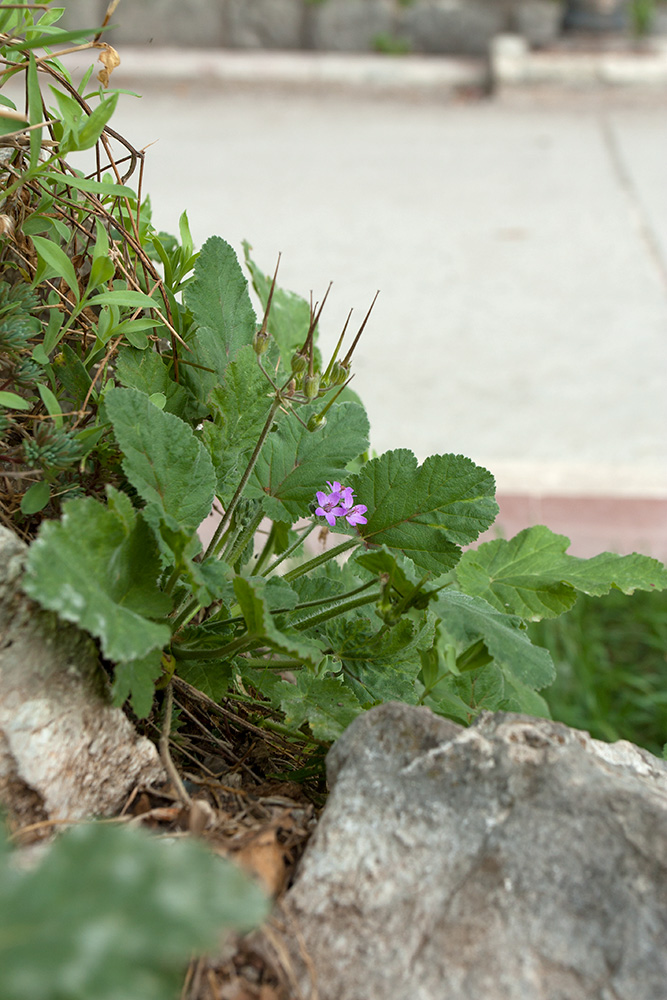 Image of Erodium malacoides specimen.