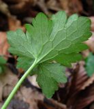 Ranunculus grandiflorus. Прикорневой лист (вид снизу). Краснодарский край, Сочи, окр. Адлера, широколиственный лес. 16.02.2015.