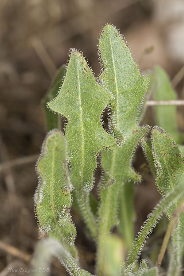 Image of Leontodon biscutellifolius specimen.