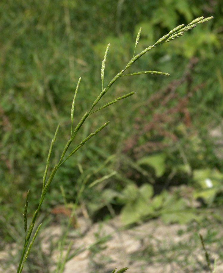 Image of Glyceria notata specimen.