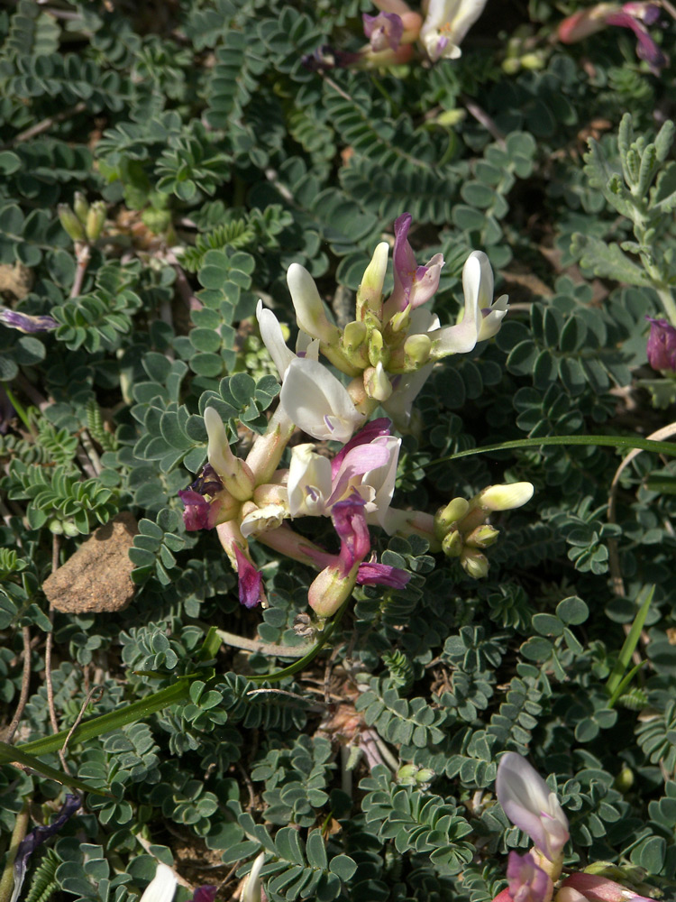 Image of Astragalus polygala specimen.