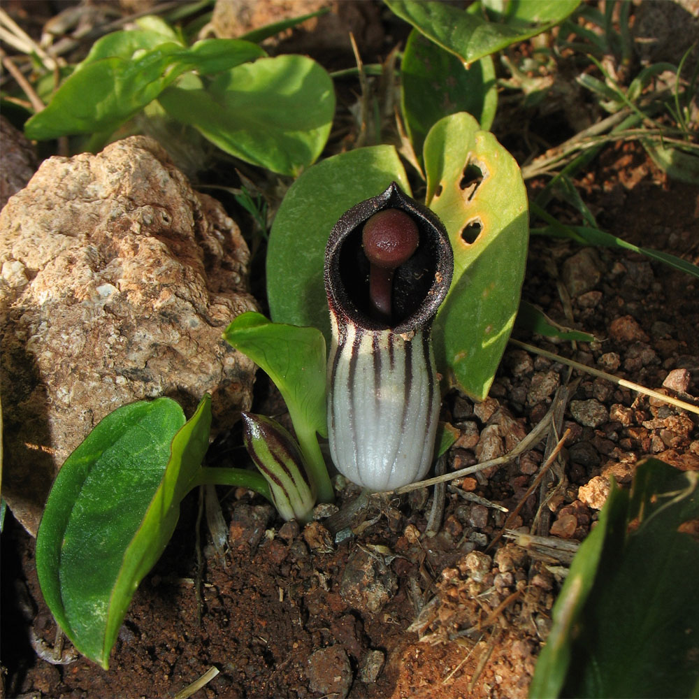 Image of Arisarum simorrhinum specimen.