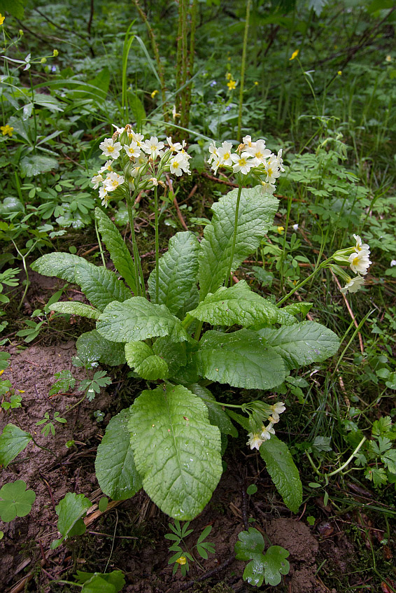 Image of Primula pallasii specimen.