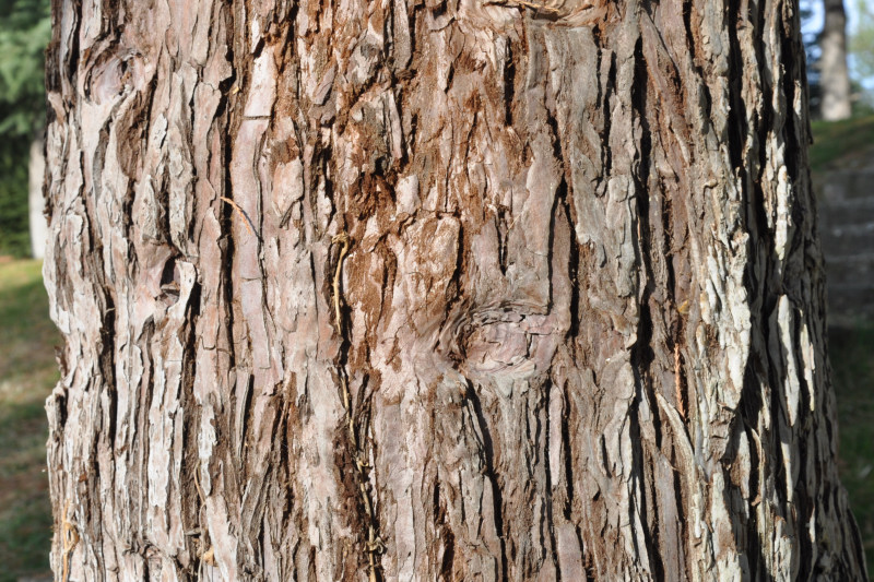 Image of Sequoiadendron giganteum specimen.