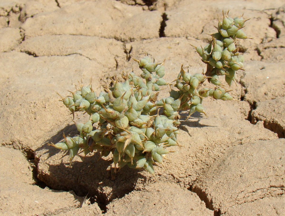 Image of Halimocnemis karelinii specimen.