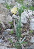 Смотреть изображение Fritillaria pallidiflora