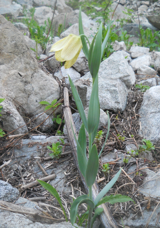 Image of Fritillaria pallidiflora specimen.