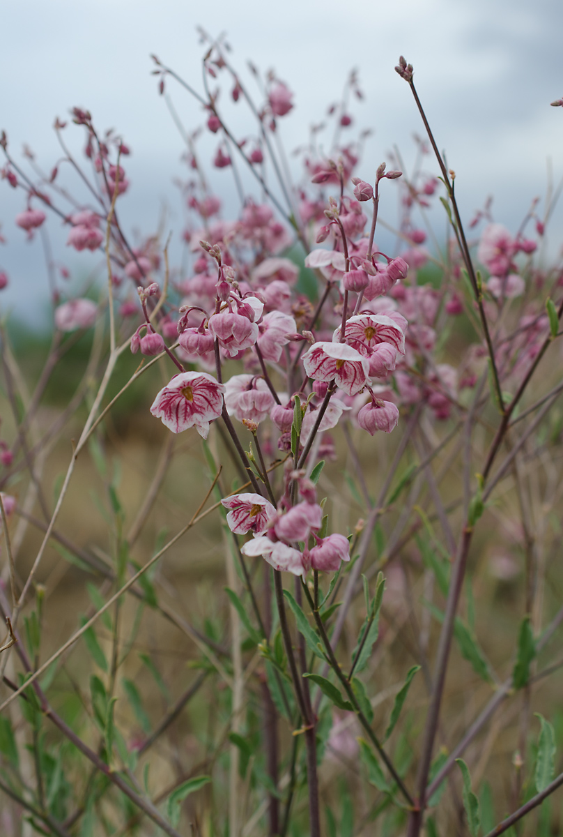 Image of Poacynum pictum specimen.