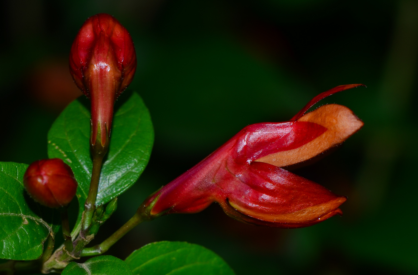 Image of Ruttya fruticosa specimen.