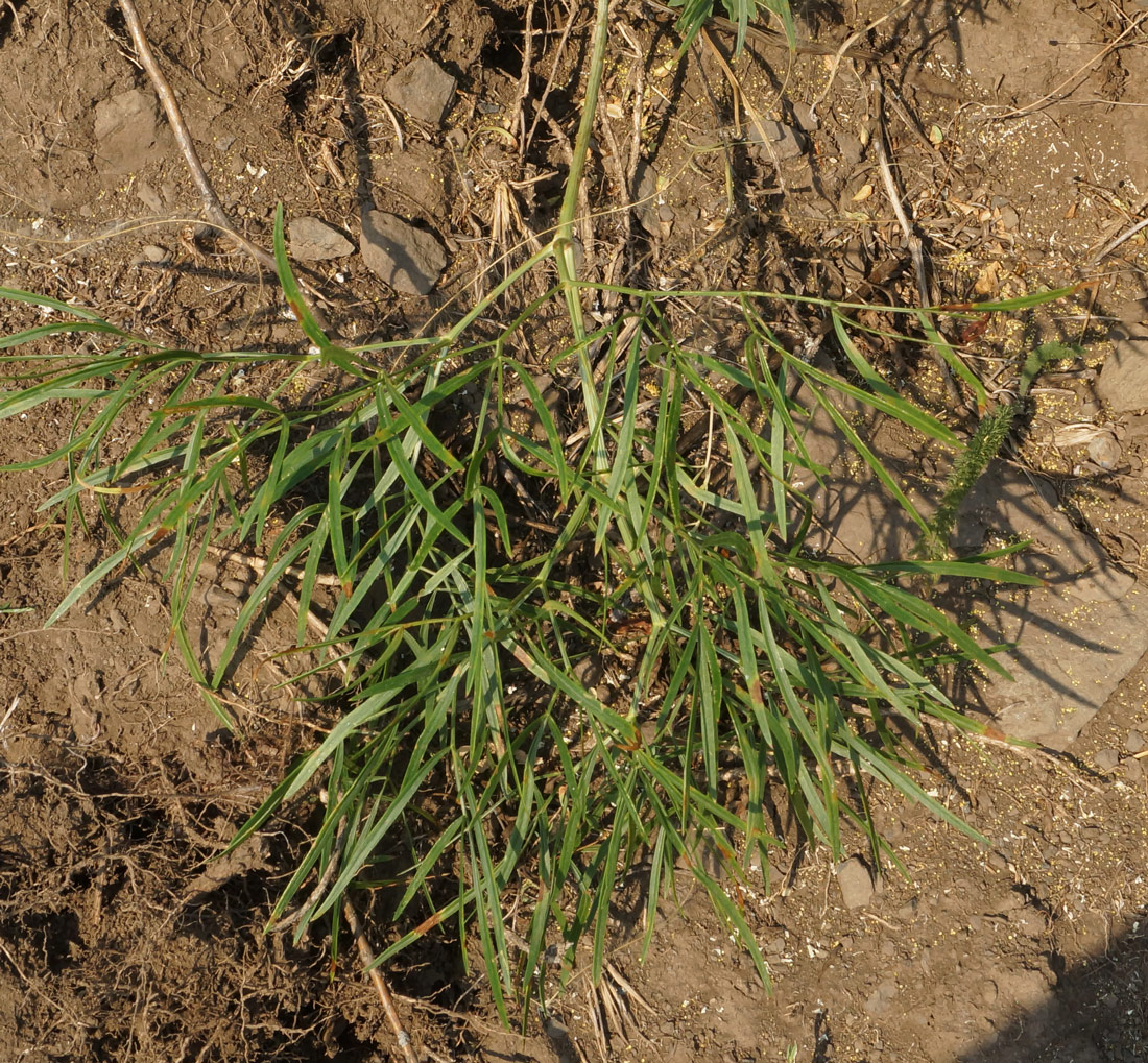 Изображение особи Peucedanum morisonii.