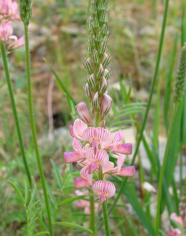 Изображение особи Onobrychis sibirica.