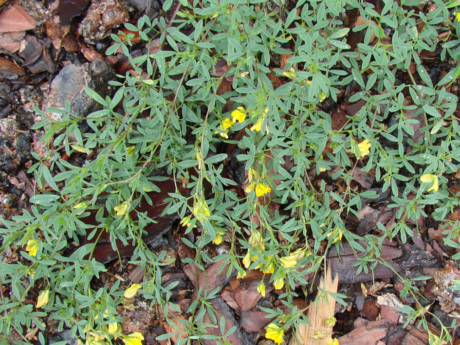 Изображение особи Medicago falcata.