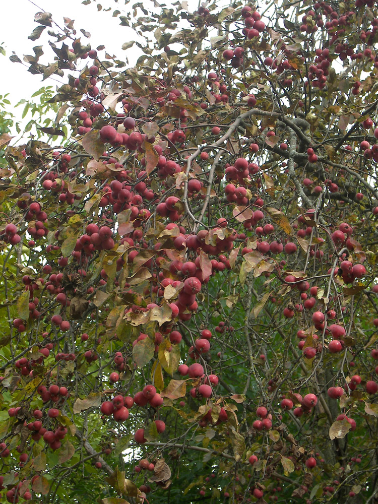 Image of Malus niedzwetzkyana specimen.