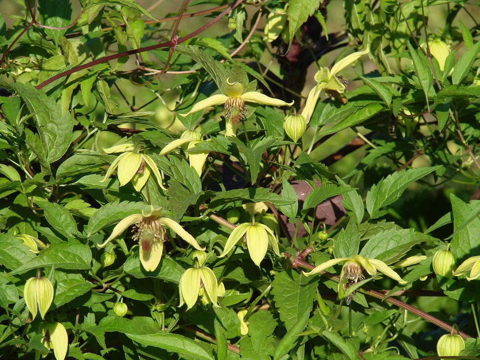 Image of Clematis serratifolia specimen.