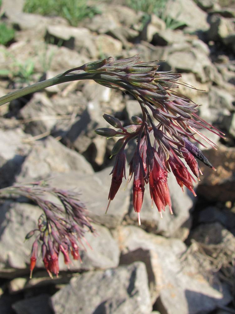 Image of Trachelanthus korolkowii specimen.