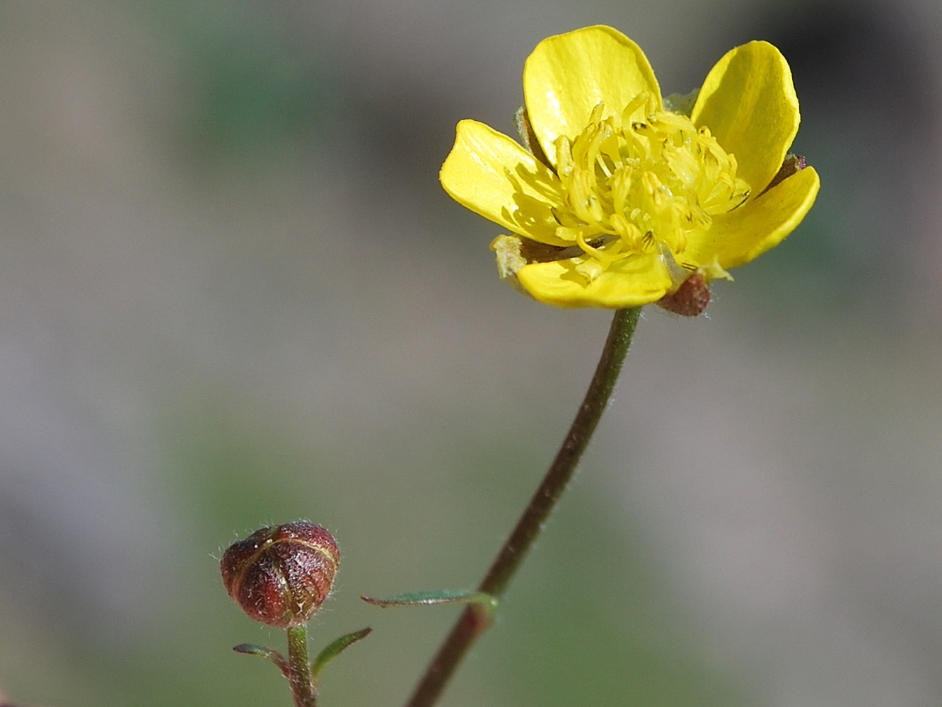 Image of Ranunculus baranovianus specimen.