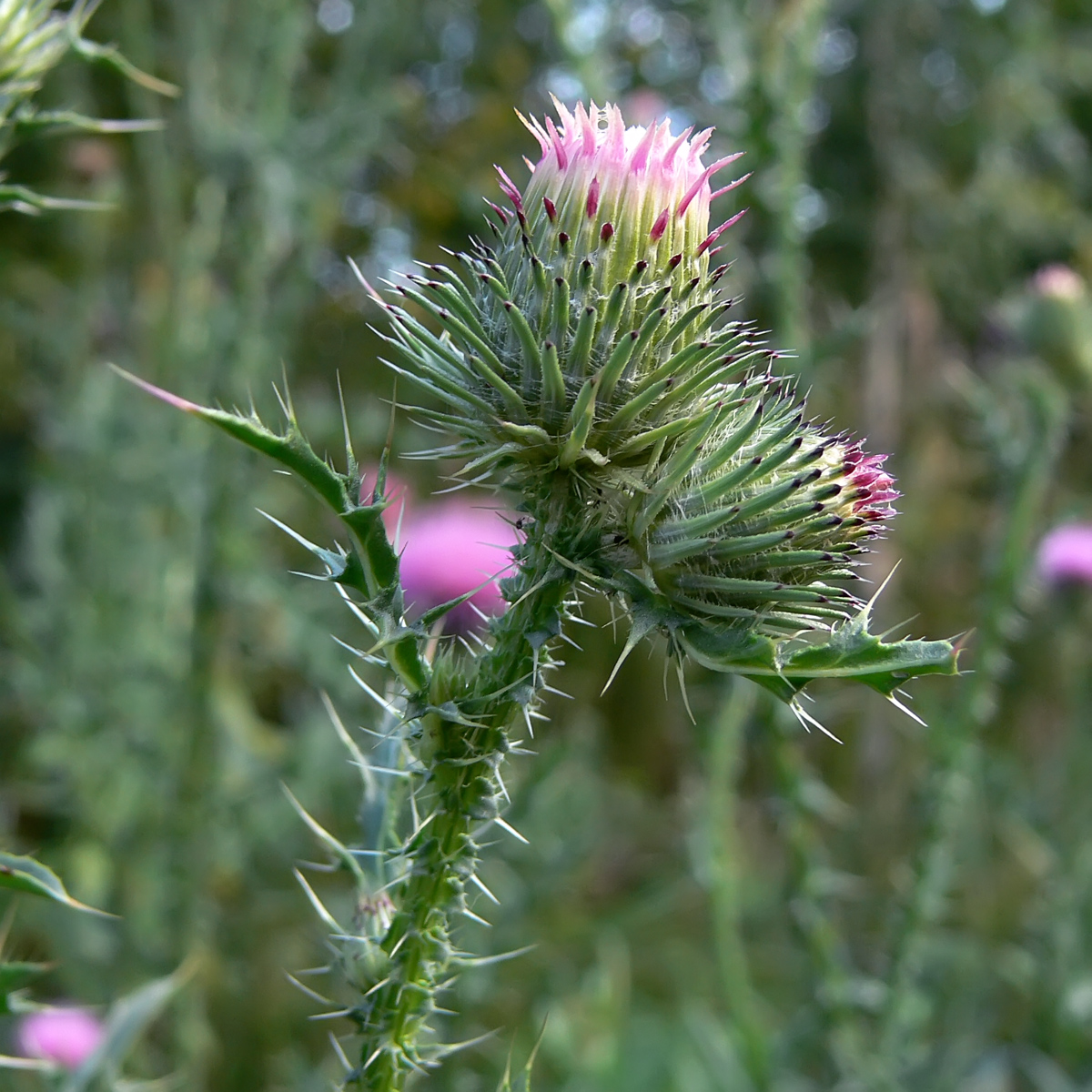 Image of Carduus acanthoides specimen.