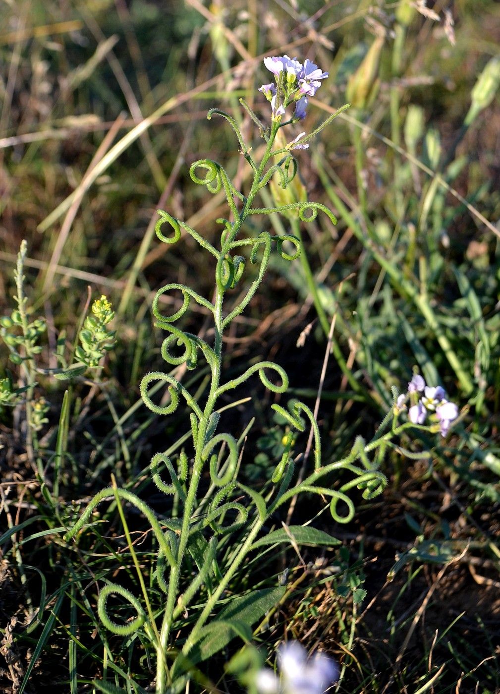 Image of Neotorularia contortuplicata specimen.