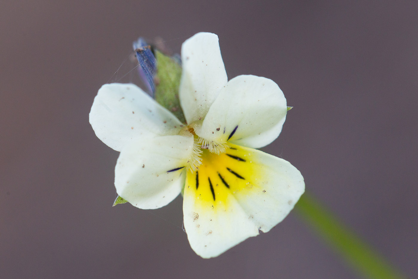 Image of Viola arvensis specimen.