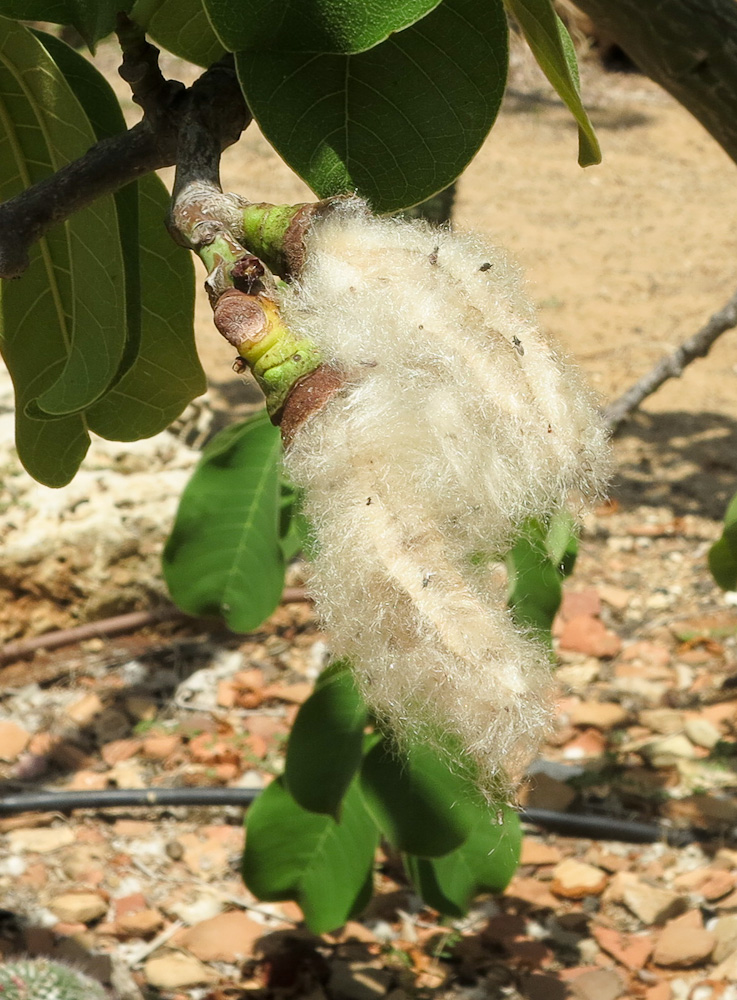 Image of Pseudobombax ellipticum specimen.